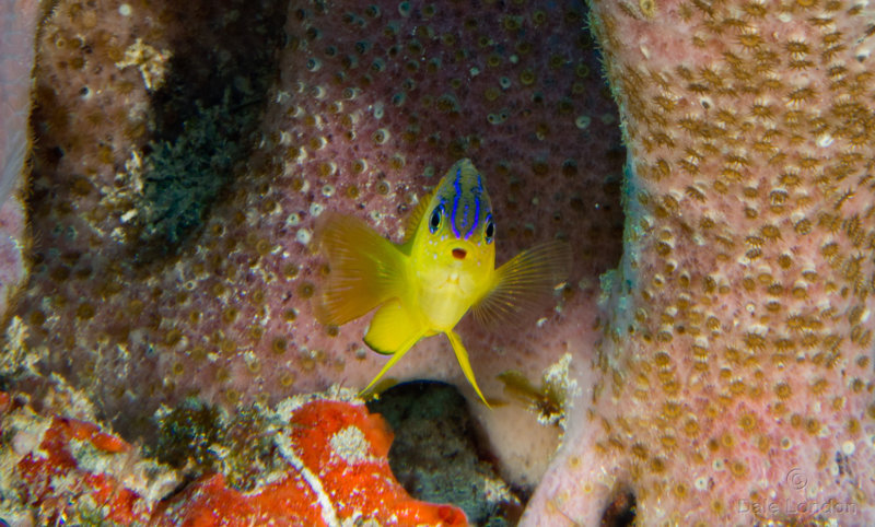 Coz Feb 2019 Longfin Damselfish Juvenile 001c.jpg