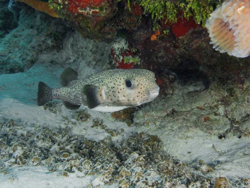 Coz Feb 2019 Porcupinefish 001c.jpg