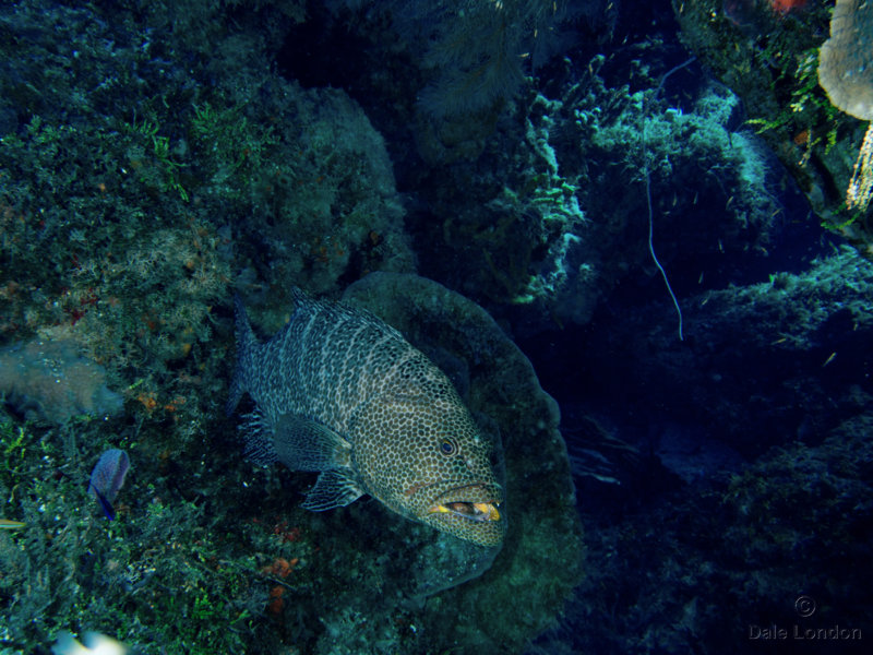 Coz Feb 2019 Tiger Grouper 001c.jpg