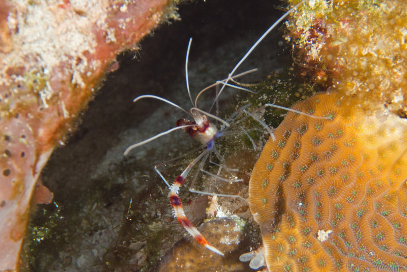 Coz Feb 2020 Banded Coral Shrimp 002c.jpg