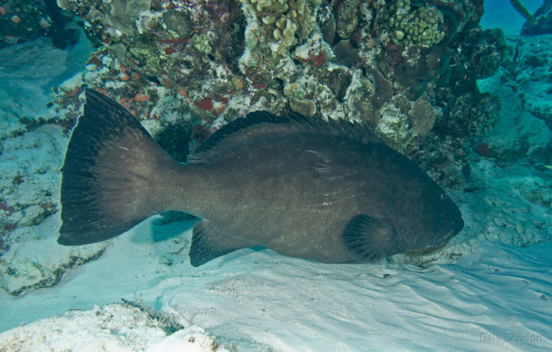 Coz Feb 2020 Black Grouper 001c.jpg