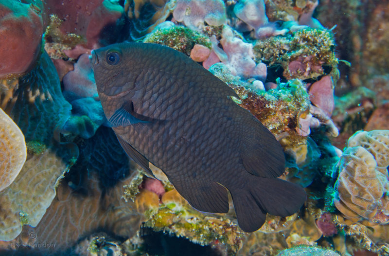 Coz Feb 2020 Dusky Damselfish 001c.jpg