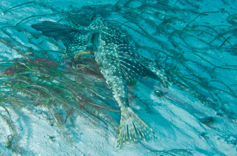 Coz Feb 2020 Flying Gurnard 002c.jpg