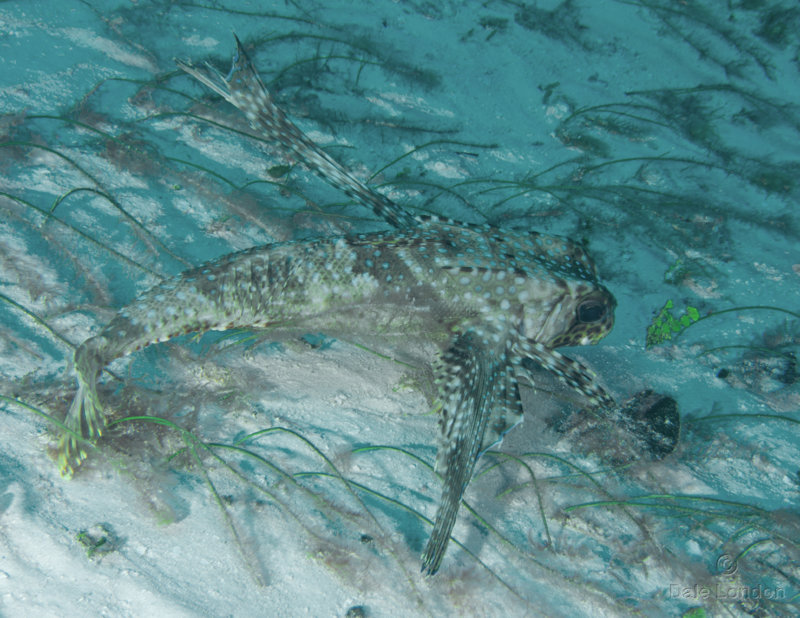 Coz Feb 2020 Flying Gurnard 003c.jpg