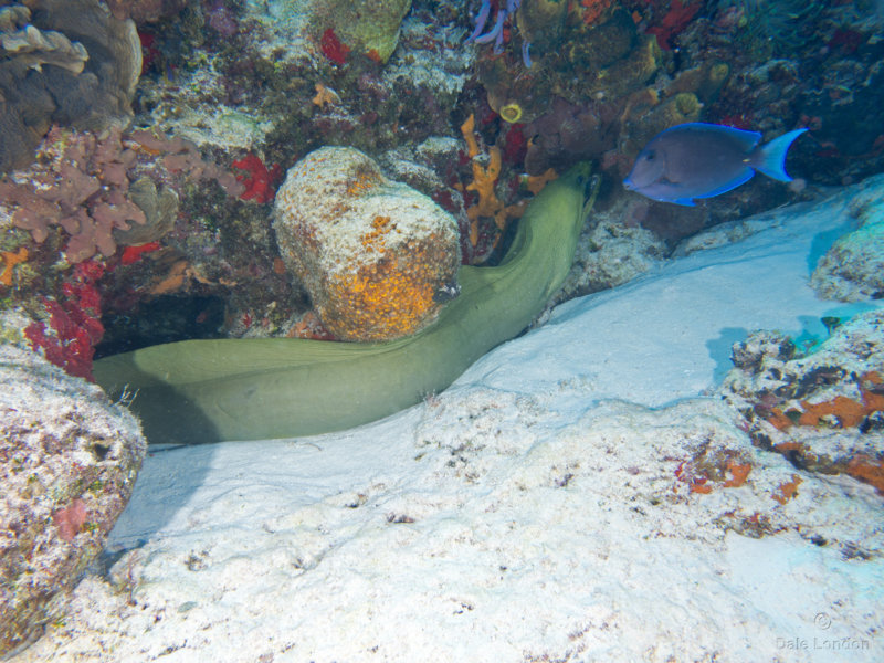 Coz Feb 2020 Green Moray Eel 002c.jpg