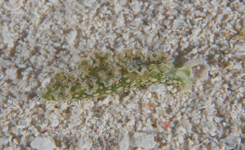 Coz Feb 2020 Lettuce Sea Slug 001c.jpg