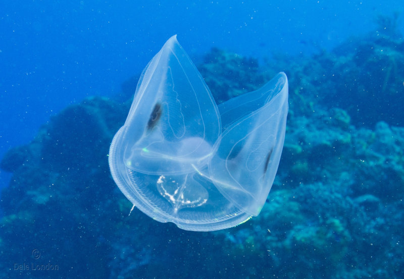 Coz Feb 2021 Four Eye comb jelly 001c.jpg