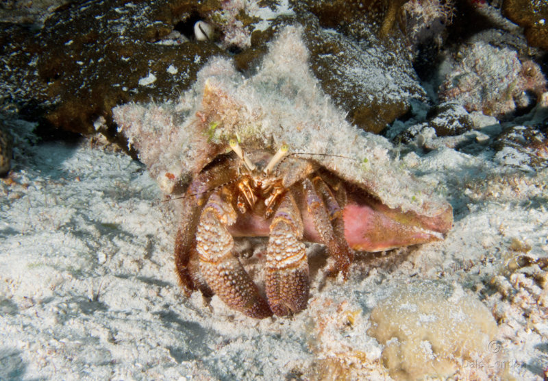 Coz Feb 2021 Giant Hermit Crab 001c.jpg