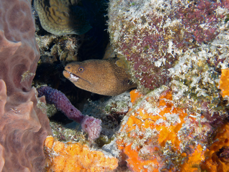 Coz Feb 2021 Goldentail Moray Eel 001c.jpg