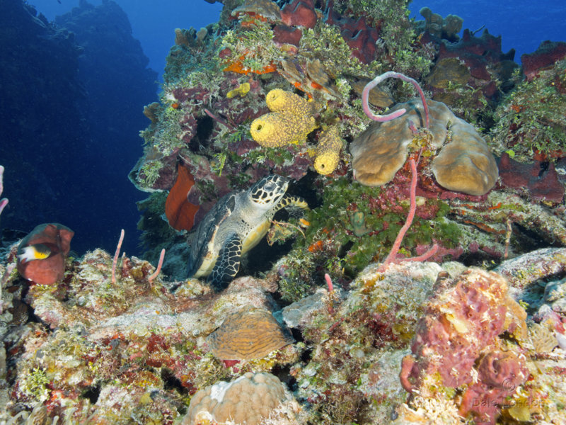 Coz Feb 2021 Hawksbill Turtle 002c.jpg