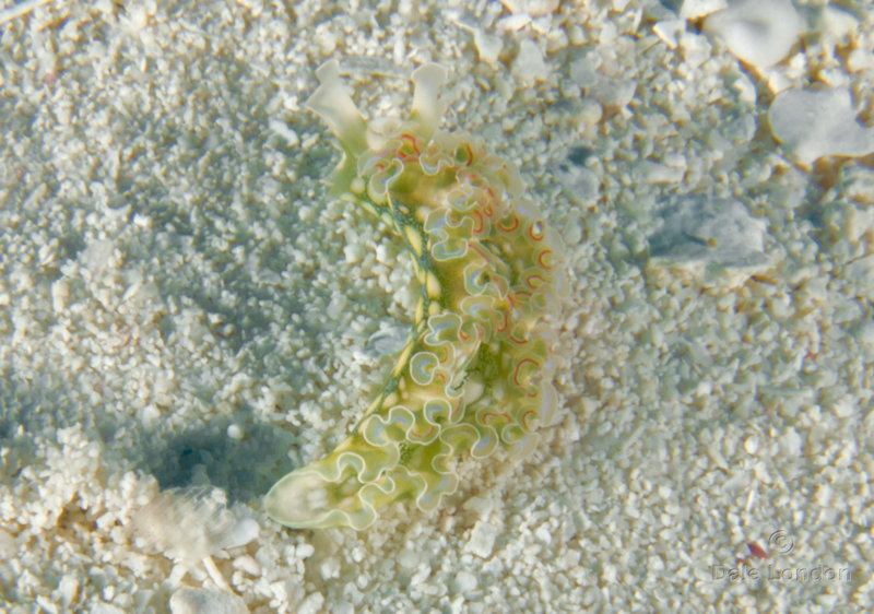 Coz Feb 2021 Lettuce Sea Slug 003c.jpg