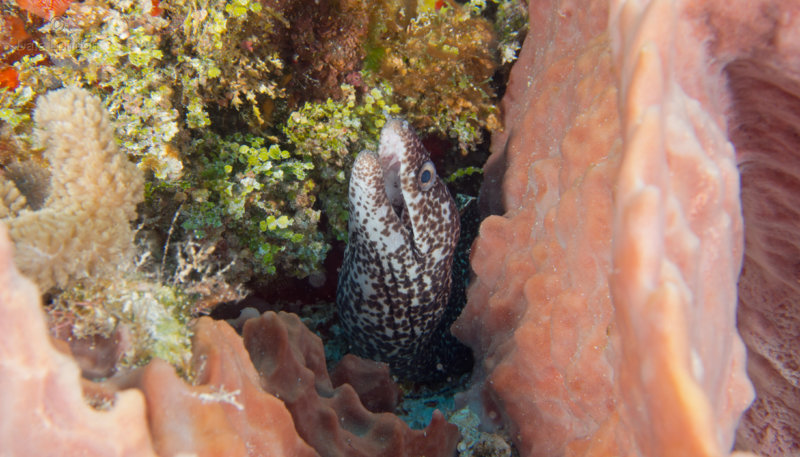 Coz Jan 2020 Brown Spotted Moray Eel 001c.jpg