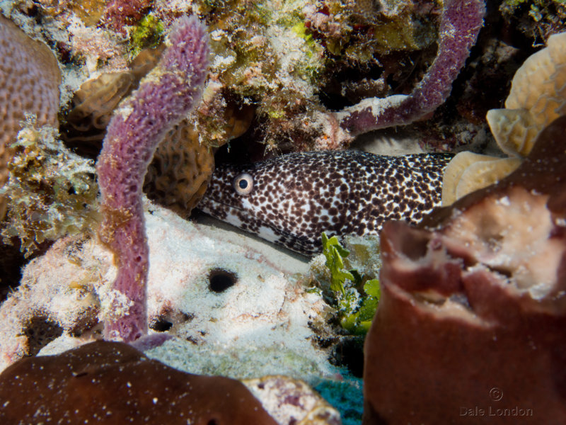 Coz Jan 2020 Brown Spotted Moray Eel 003c.jpg