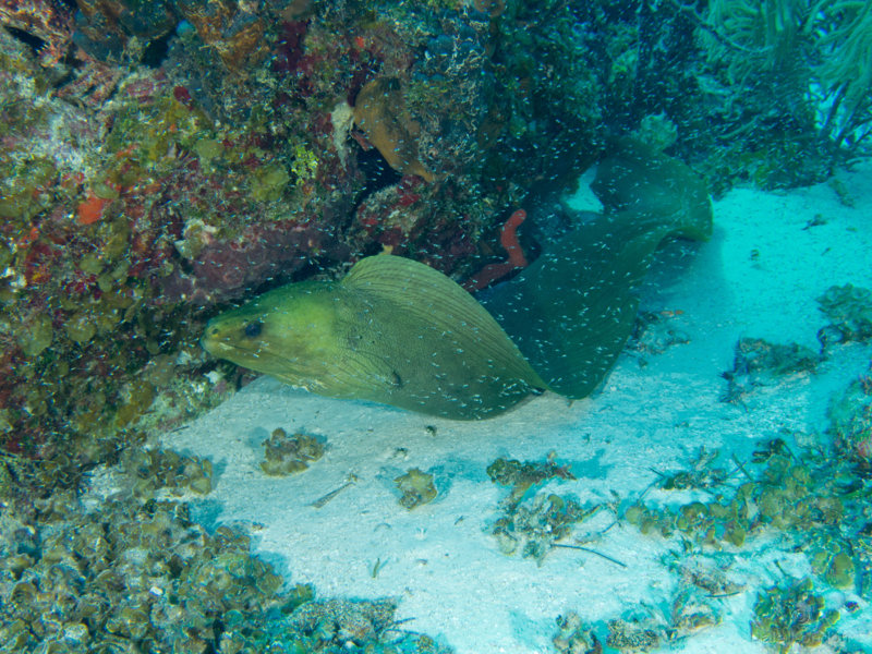 Coz Jan 2020 Green Moray Eel 001c.jpg