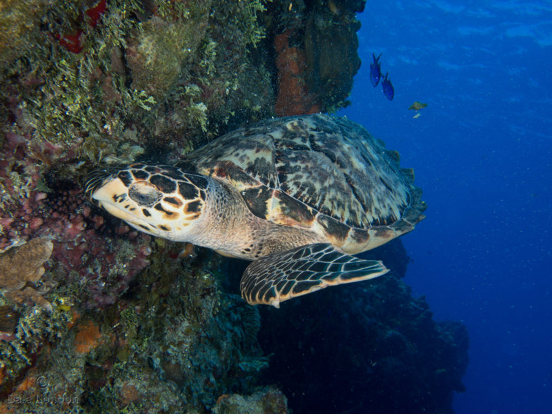 Coz Jan 2020 Hawksbill Turtle 001c.jpg