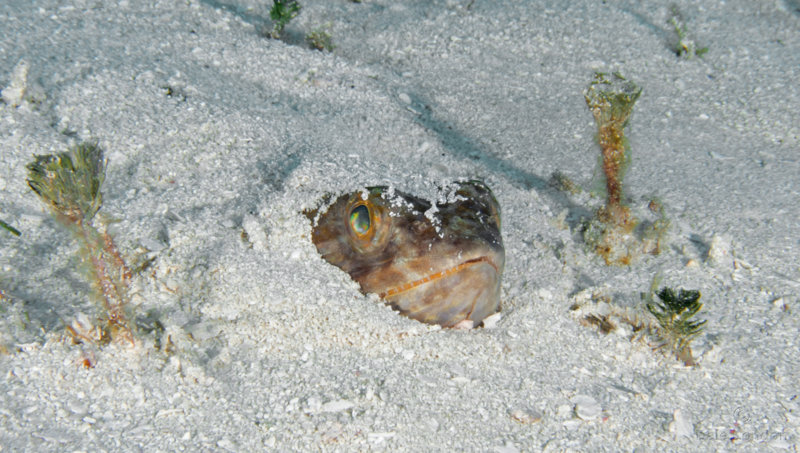 Coz Jan 2020 Lizardfish 001c.jpg