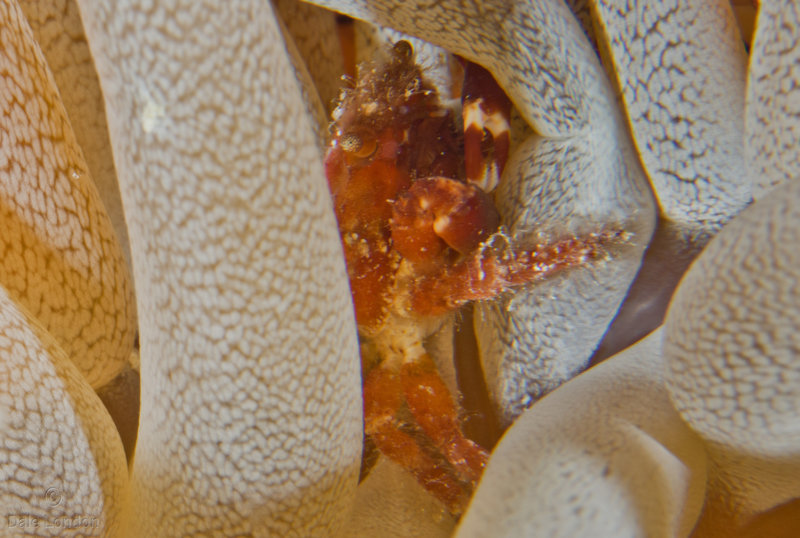 Coz Jan 2020 Speck Claw Decorator Crab 001c.jpg