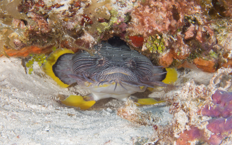 Coz Jan 2020 Splendid Toadfish 001c.jpg