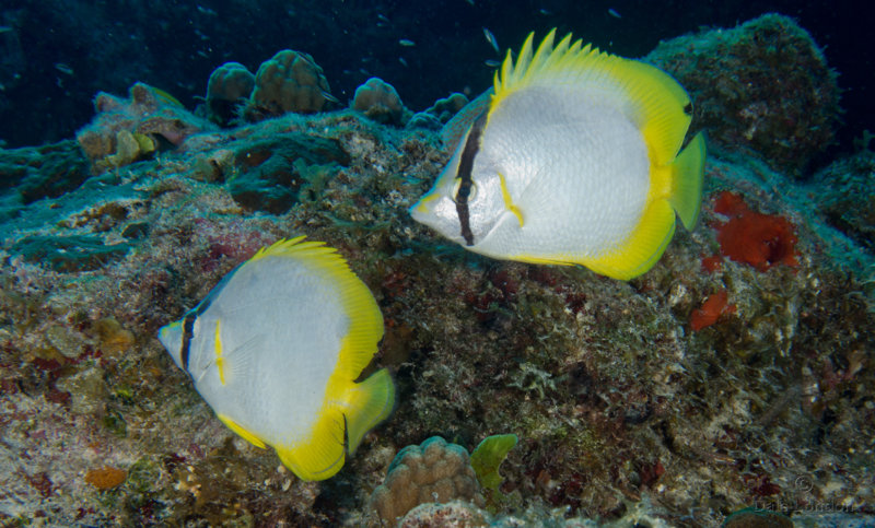 Coz Jan 2020 Spotfin Butterflyfish 001c.jpg