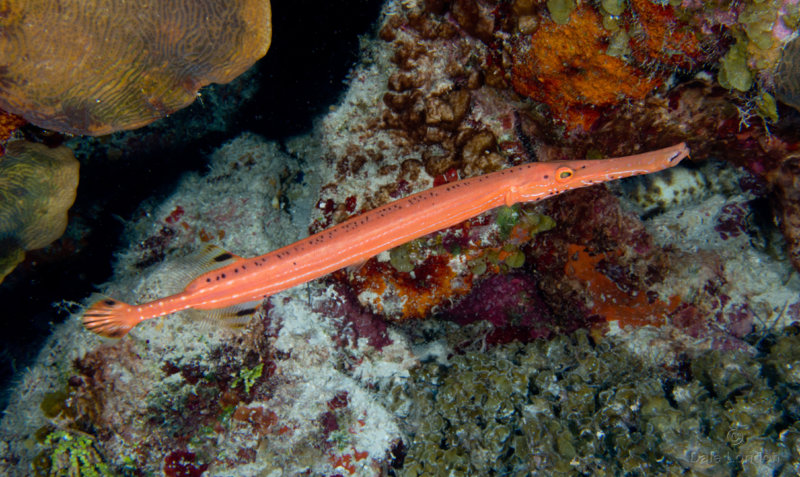 Coz Jan 2020 Trumpetfish 002c.jpg