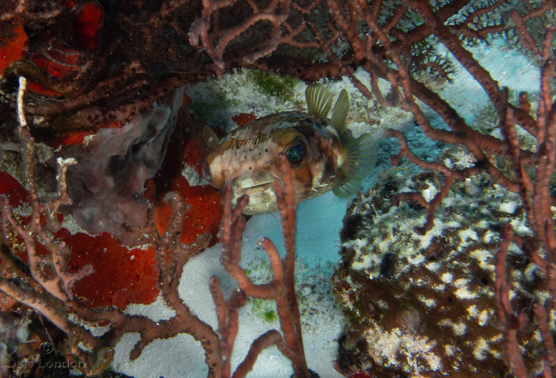 Coz Jan 2023 Balloonfish 001c.jpg Coz Jan 2023 Balloonfish 001c.jpg