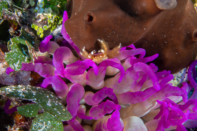 Coz Jan 2023 Banded Clinging Crab 001c.jpg Coz Jan 2023 Banded Clinging Crab 001c.jpg