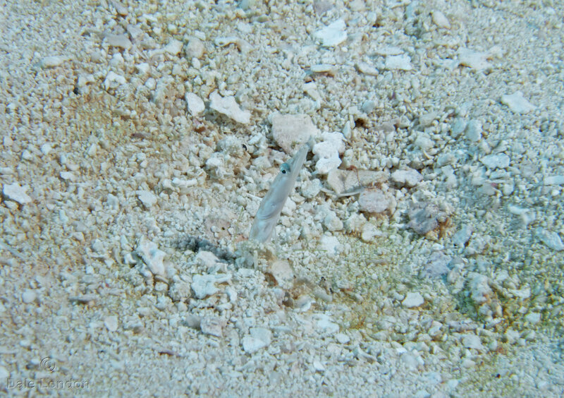 Coz Jan 2023 Blenny 001c.jpg Coz Jan 2023 Blenny 001c.jpg