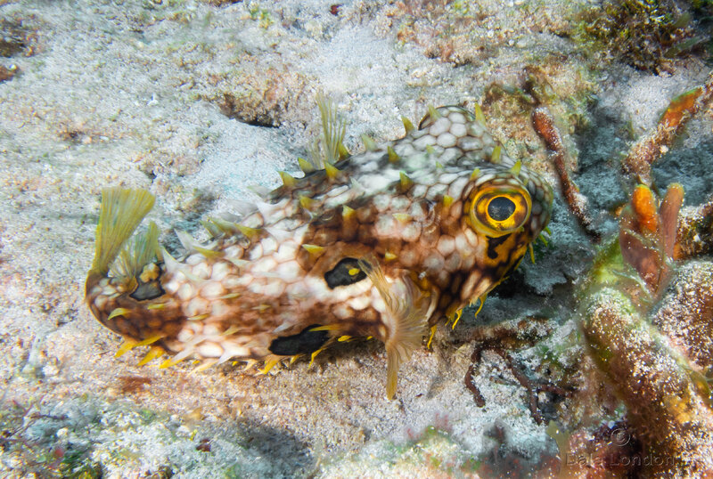 Coz Jan 2023 Burrfish 001c.jpg Coz Jan 2023 Burrfish 001c.jpg