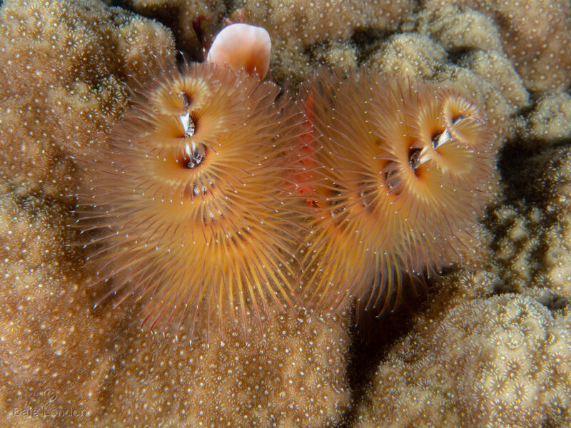 Coz Jan 2023 Christmas Tree Worm 001c.jpg Coz Jan 2023 Christmas Tree Worm 001c.jpg