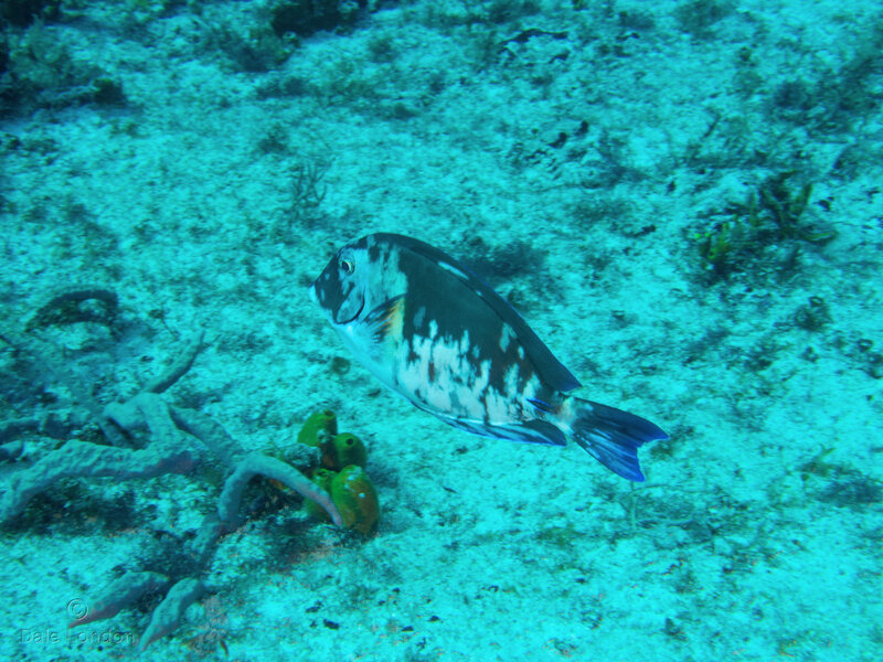 Coz Jan 2023 Doctorfish poss 001c.jpg Coz Jan 2023 Doctorfish poss 001c.jpg