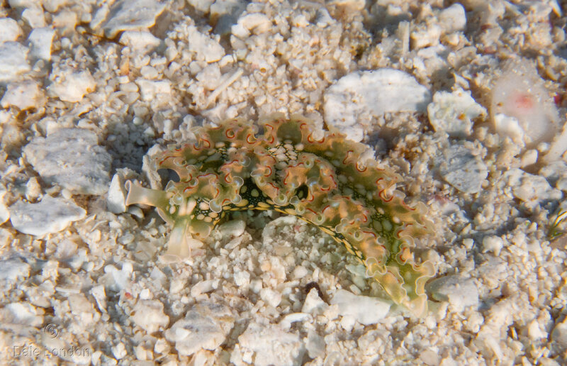 Coz Jan 2023 Lettuce Sea Slug 001c.jpg
