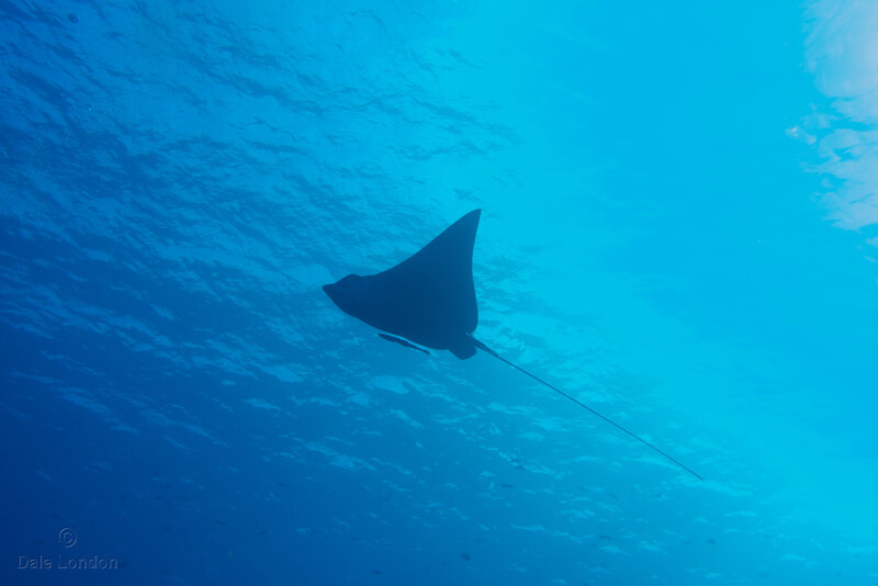 Coz Jan 2023 Spotted Eagle Ray 001c.jpg