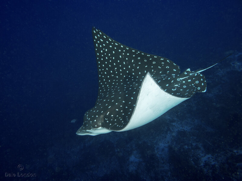 Coz Jan 2023 Spotted Eagle Ray 010c.jpg
