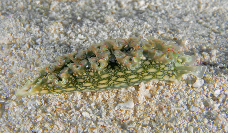 Coz Jun 2020 Lettuce Sea Slug 001.jpg
