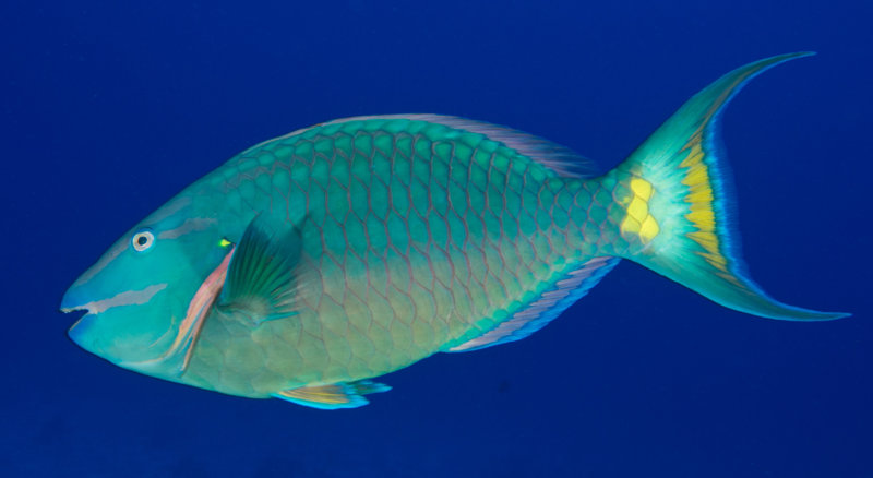 Coz Jun 2020 Stoplight Parrotfish 001.jpg