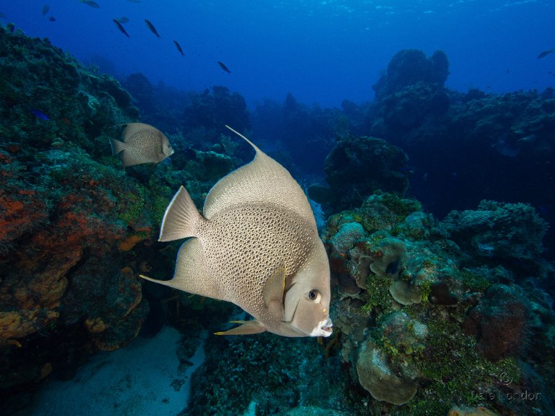 Coz June 2025 Gray Angelfish 001c.jpg