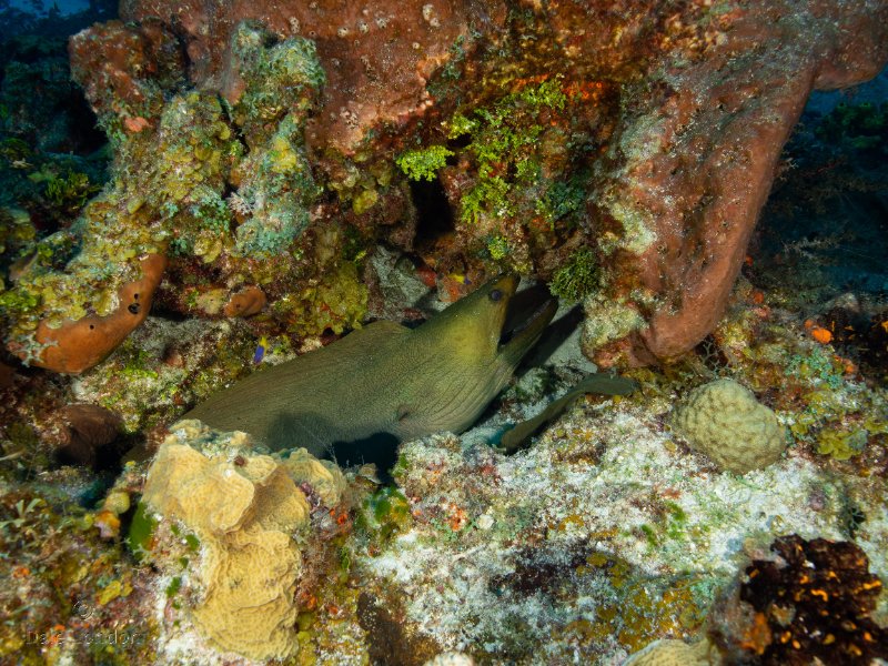 Coz June 2025 Green Moray Eel 001c.jpg