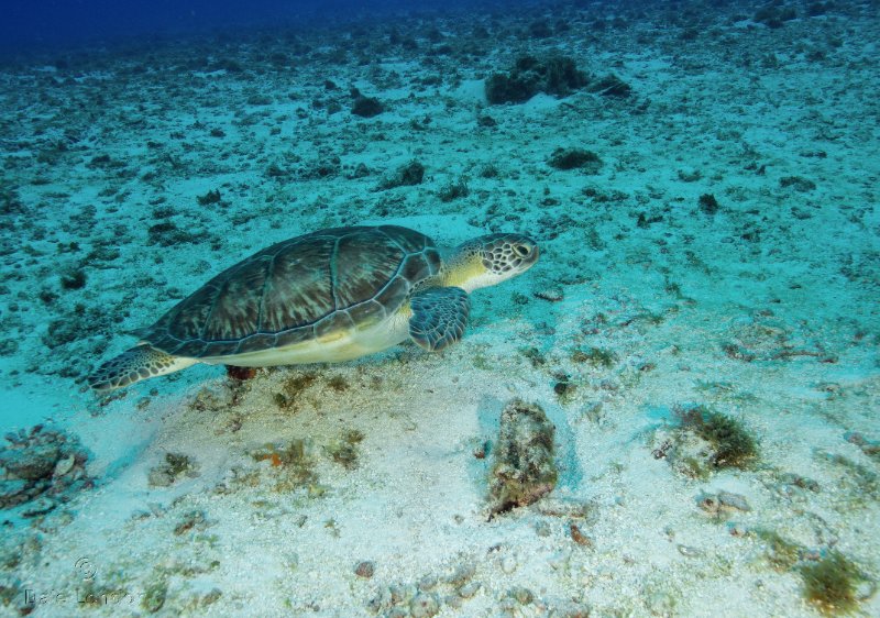 Coz June 2025 Green Turtle 001c.jpg