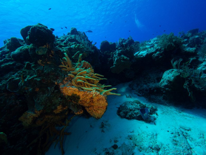 Coz June 2025 Multiceratops sponge 001c.jpg