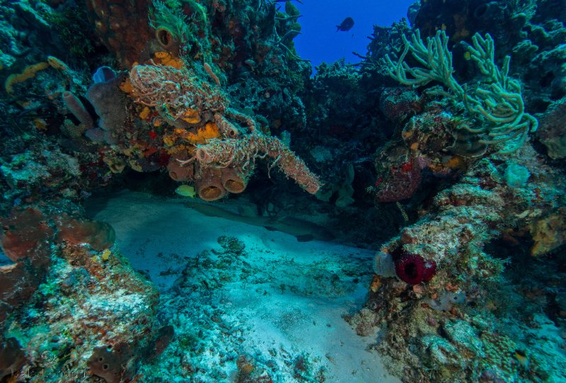 Coz June 2025 Nurse Shark 002c.jpg