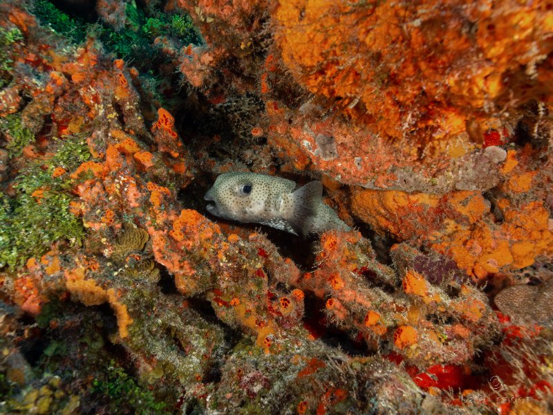 Coz June 2025 Porcupinefish 002c.jpg