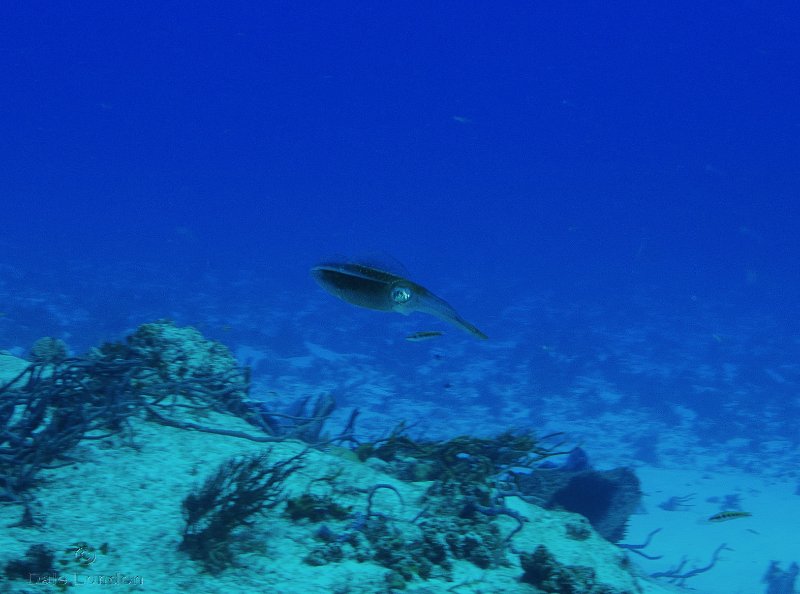 Coz June 2025 Reef Squid 001c.jpg