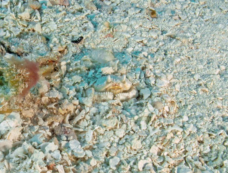 Coz June 2025 Rough Box Crab 002c.jpg