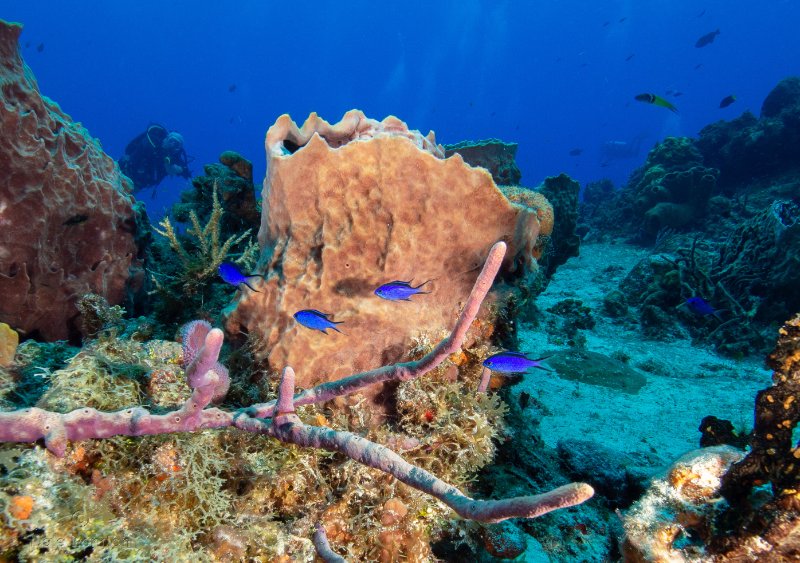 Coz June 2025 Seascape Lou Chromis 001c.jpg