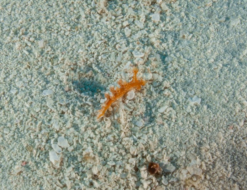 Coz June 2025 Tasseled Nudibranch 001c.jpg