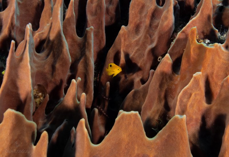 Coz June 2025 Three Spot Damselfish Juvenile 002c.jpg
