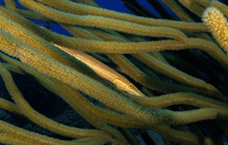 Coz June 2025 Trumpetfish 002c.jpg