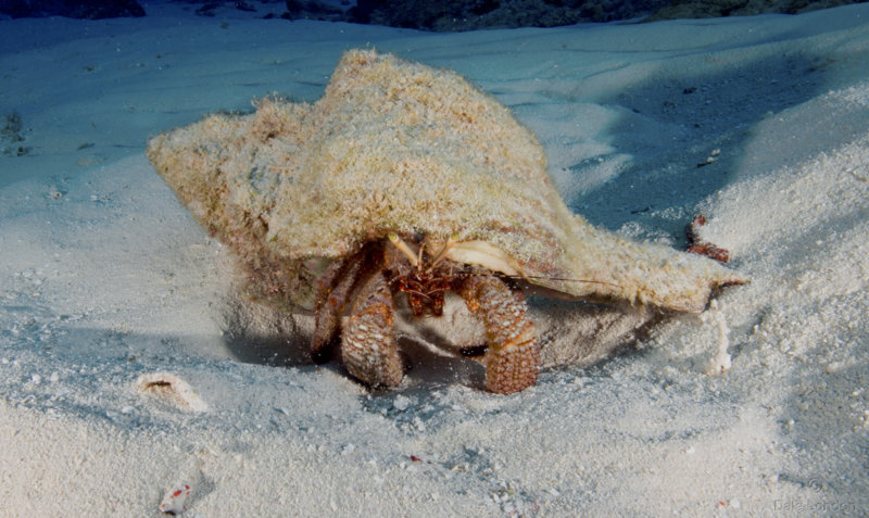 Coz Mar 1 2020 Giant Hermit Crab 001c.jpg