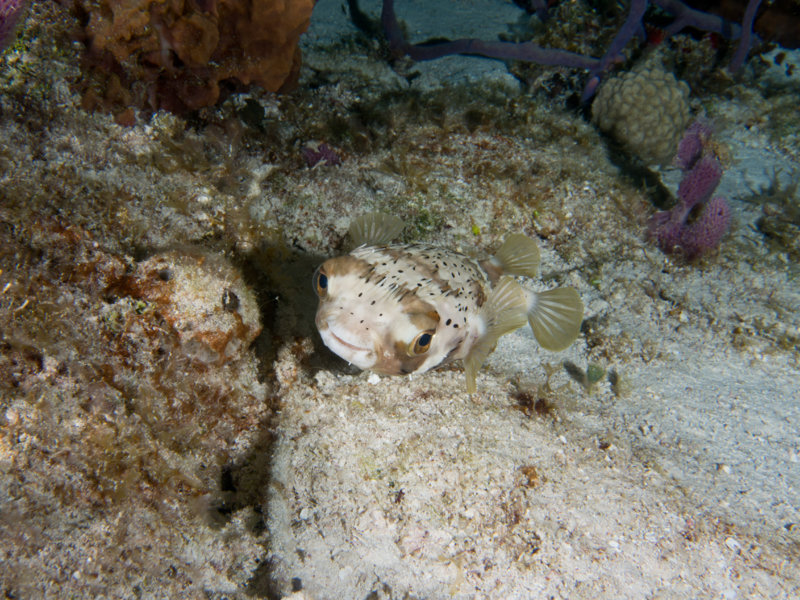 Coz Mar 2021 Balloonfish 003.jpg Coz Mar 2021 Balloonfish 003.jpg
