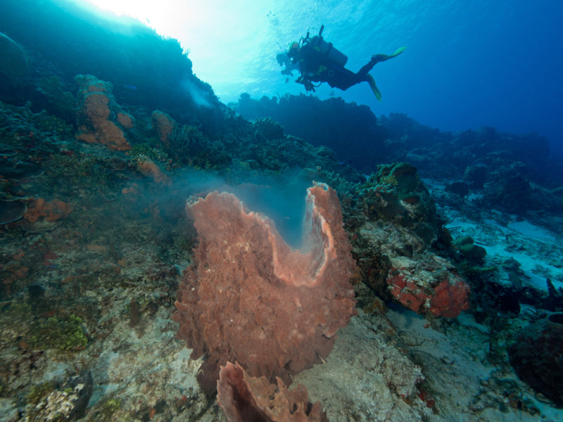 Coz Mar 2021 Barrel Sponge spawn divers 002.jpg